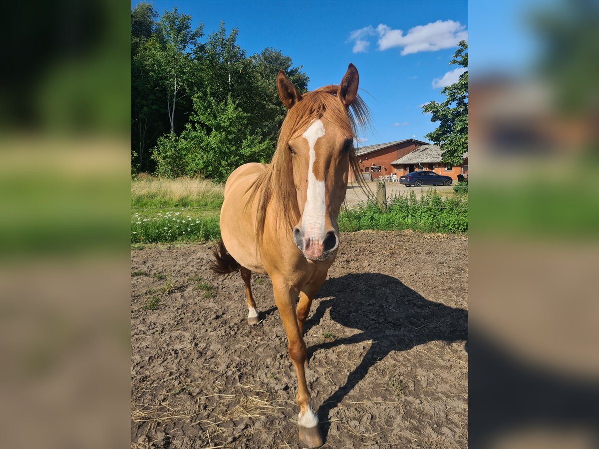 Mustang (american) Mare 10 years 15,1 hh Red Dun in Kalkar