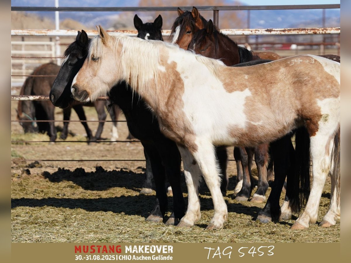 Mustang (american) Mare 10 years 15 hh Tovero-all-colors in Taunusstein