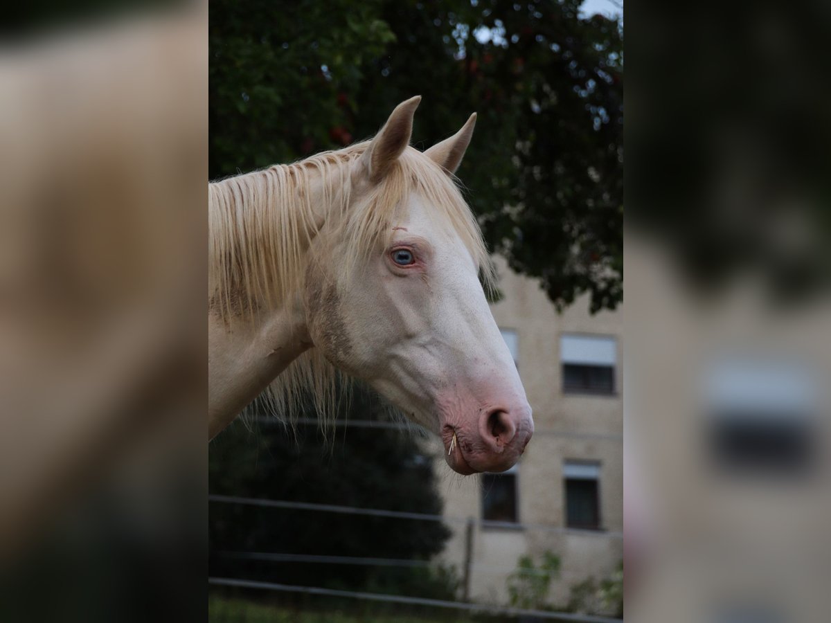 Mustang (american) Mare 11 years 14,1 hh Cremello in Kirchheim unter Teck