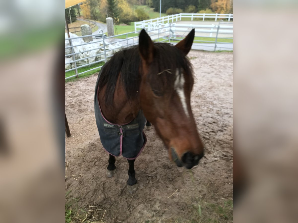 Mustang (american) Mare 11 years 14,2 hh Chestnut-Red in Leutkirch im Allgäu