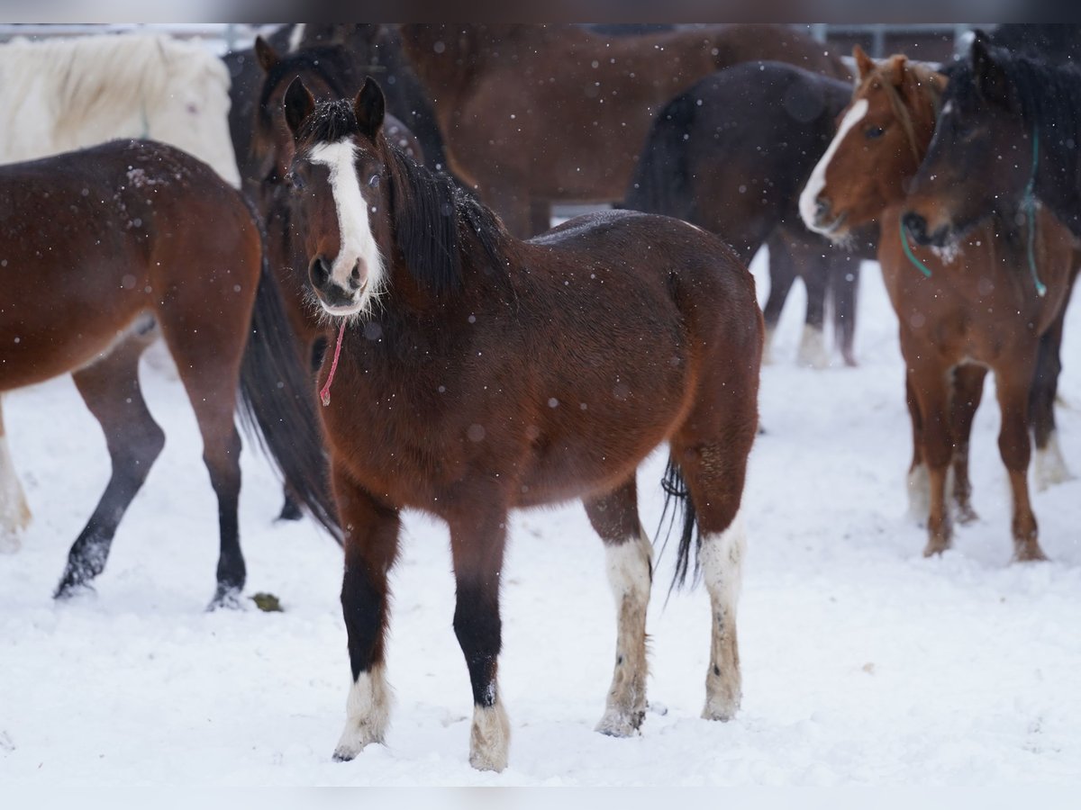 Mustang (american) Mare 13 years 14,3 hh Pinto in Wedemark