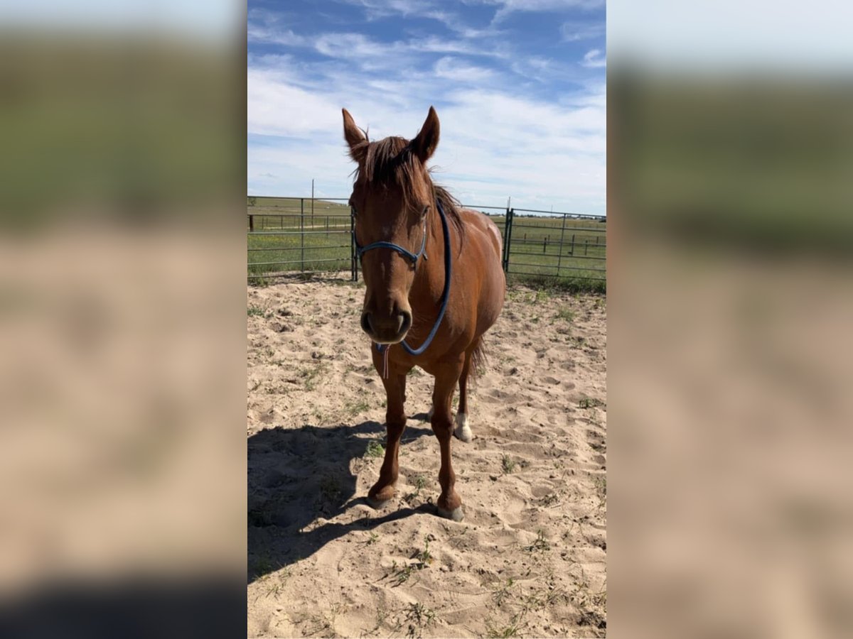 Mustang (american) Mare 14 years 15 hh Sorrel in Peyton