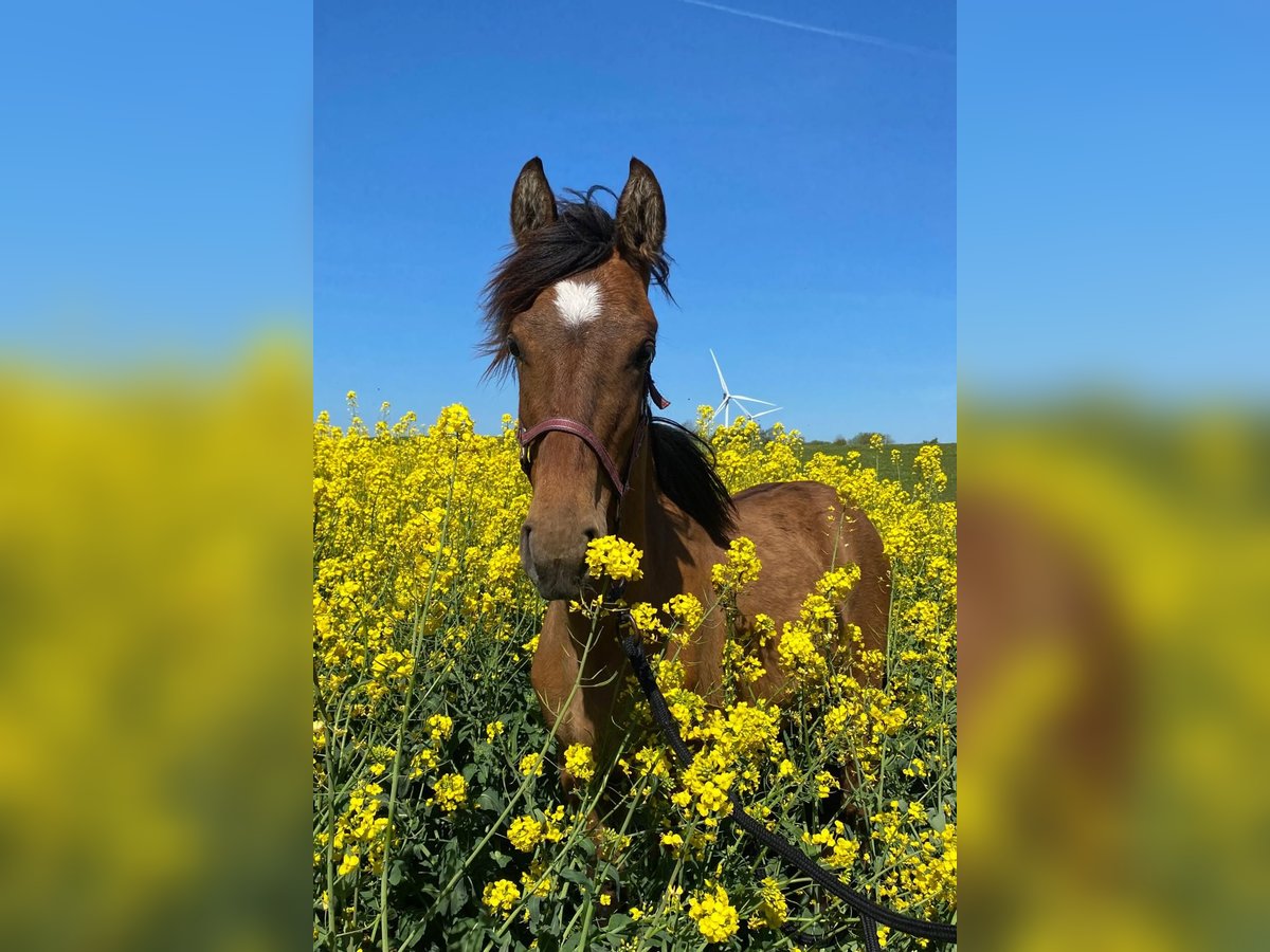 Mustang (american) Mare 1 year 14,2 hh Pearl in Kalkar