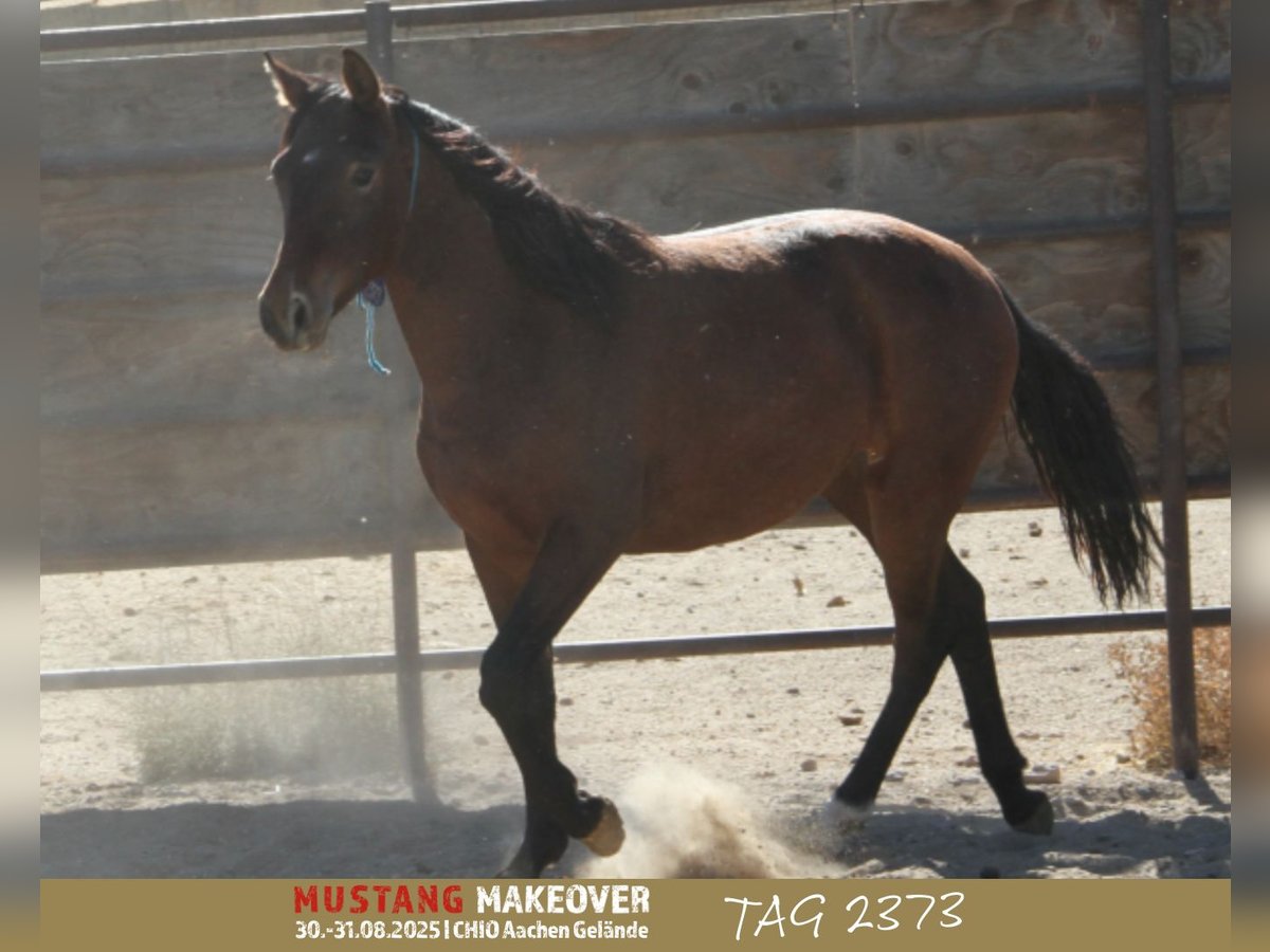 Mustang (american) Mare 2 years 14,1 hh Brown in Taunusstein