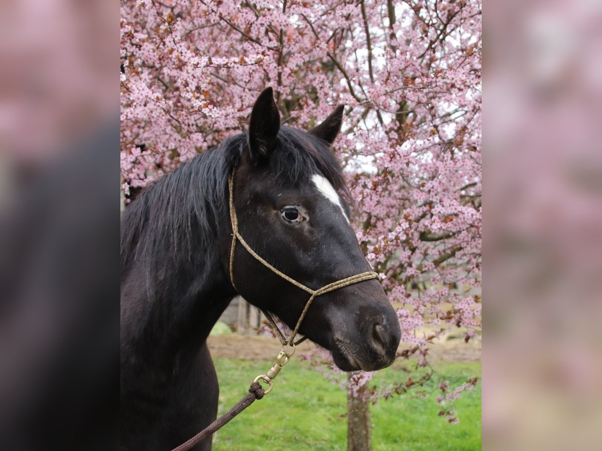 Mustang (american) Mare 2 years 14,2 hh Leopard-Piebald in Taunusstein