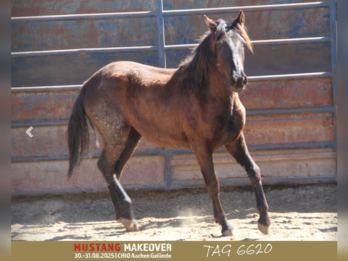 Mustang (american) Mare 3 years 14,1 hh Brown in Taunusstein