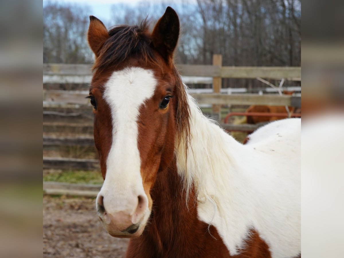 Mustang (american) Mare 3 years 14,2 hh Tobiano-all-colors in USA