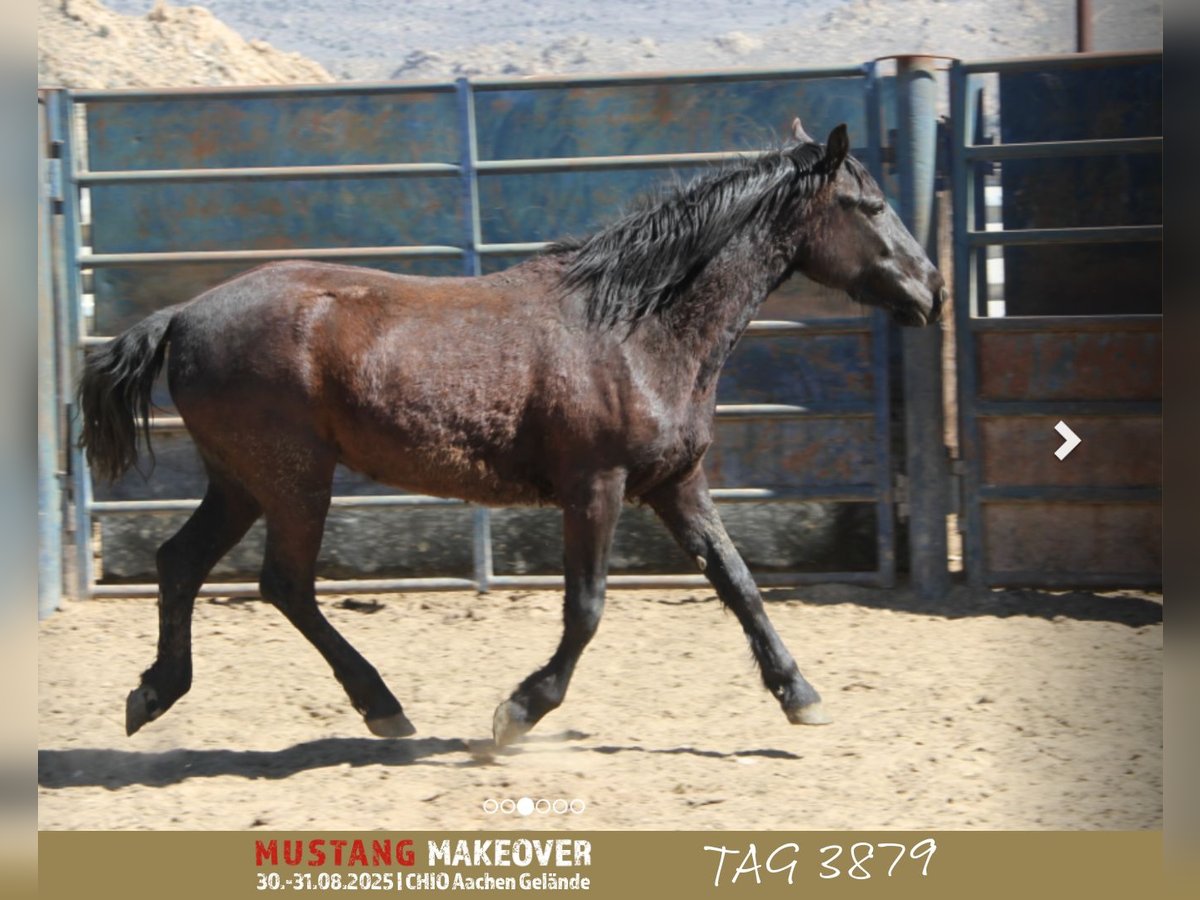 Mustang (american) Mare 4 years 14,1 hh Brown in Taunusstein