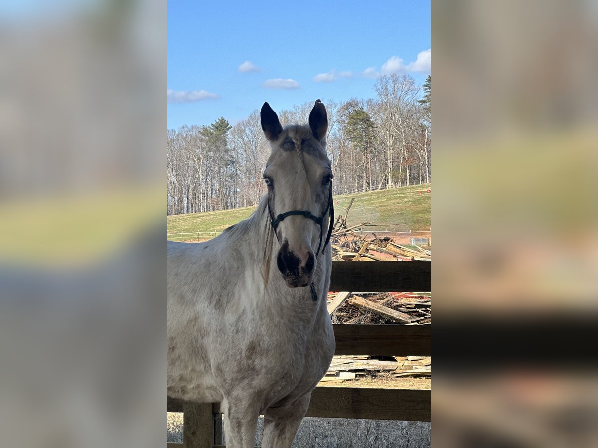 Mustang (american) Mare 4 years 14,2 hh Overo-all-colors in USA