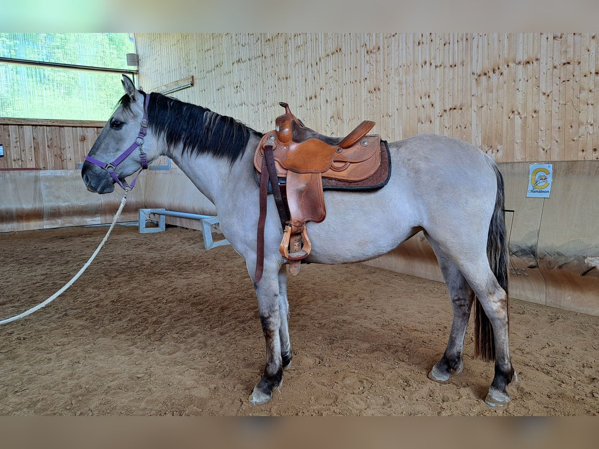 Mustang (american) Mare 4 years 15,2 hh Grullo in Elterlein