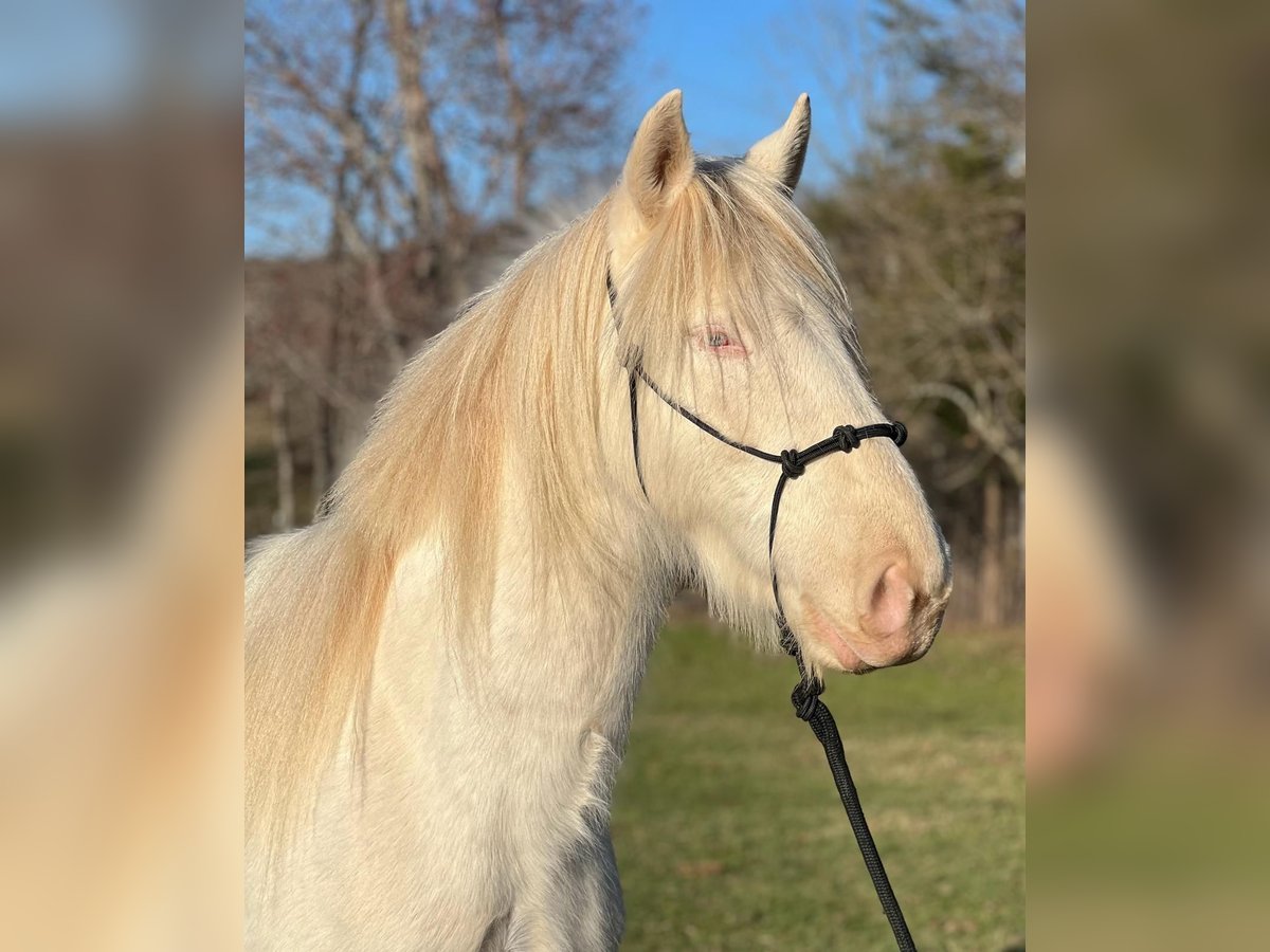 Mustang (american) Mare 5 years 14,2 hh Cremello in USA