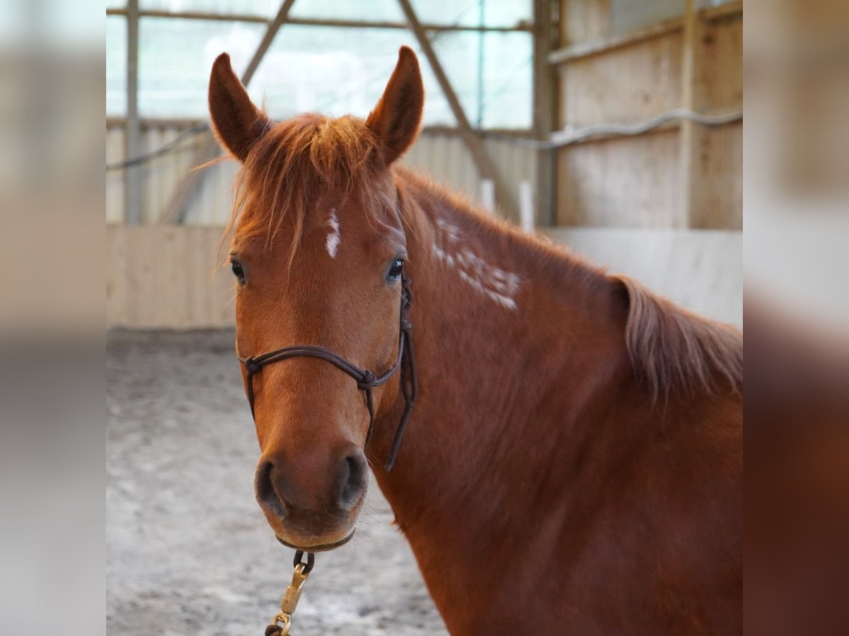 Mustang (american) Mare 7 years 13,2 hh Chestnut-Red in Taunusstein