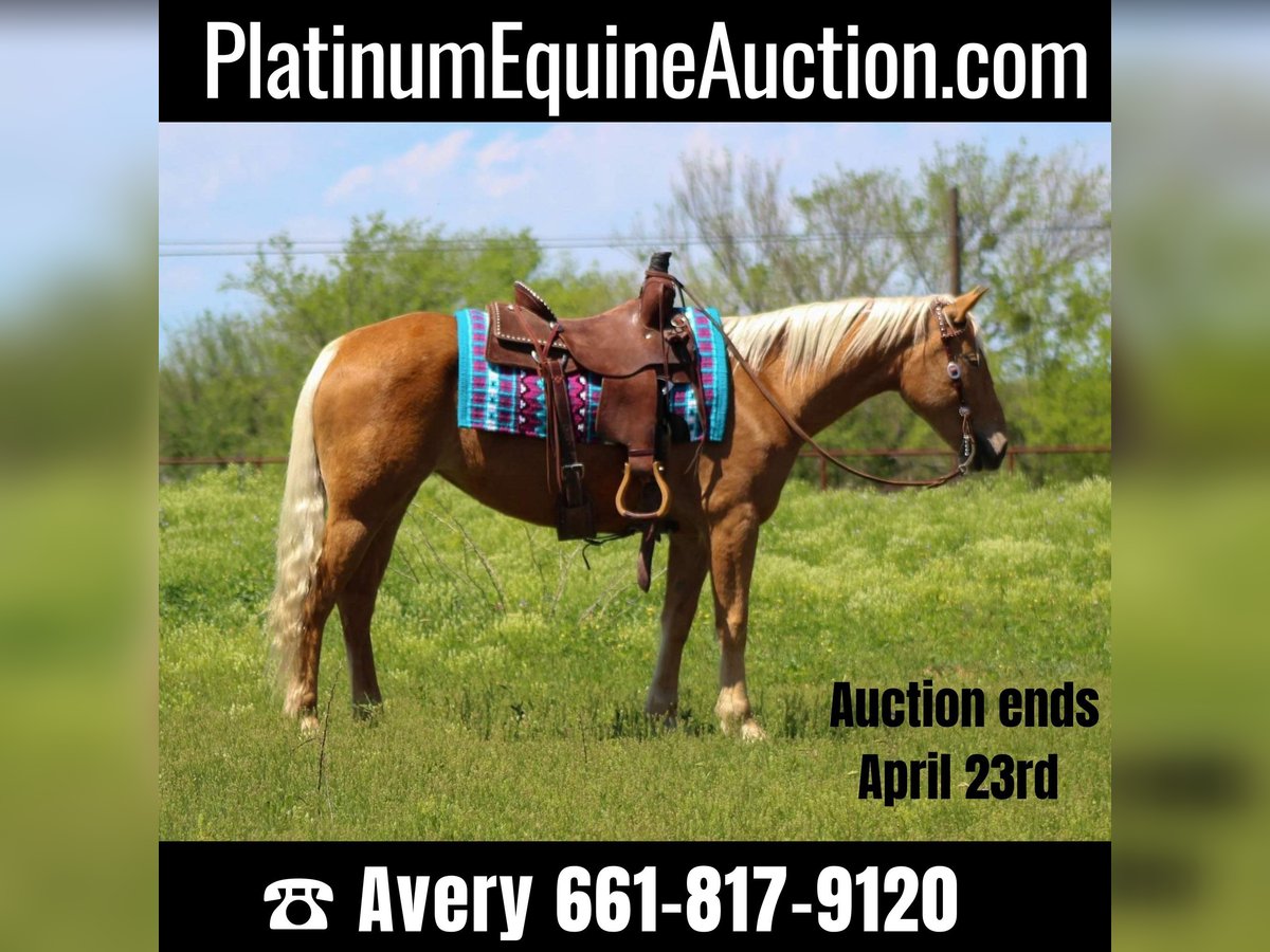 Mustang (american) Mare 8 years 14,2 hh Palomino in sTEPHENVILLE tx