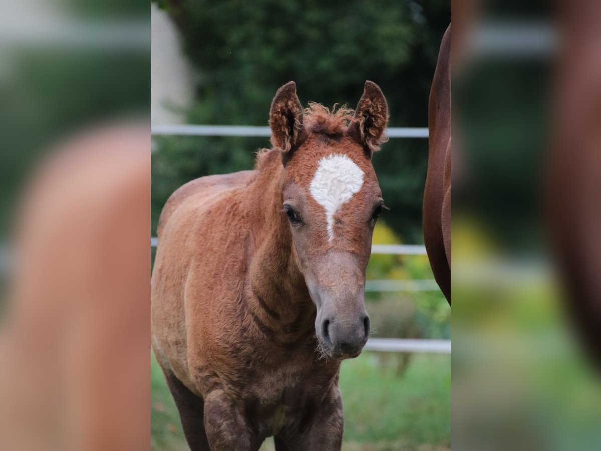 Mustang (american) Stallion 1 year 14,3 hh Chestnut in Geislingen an der Steige