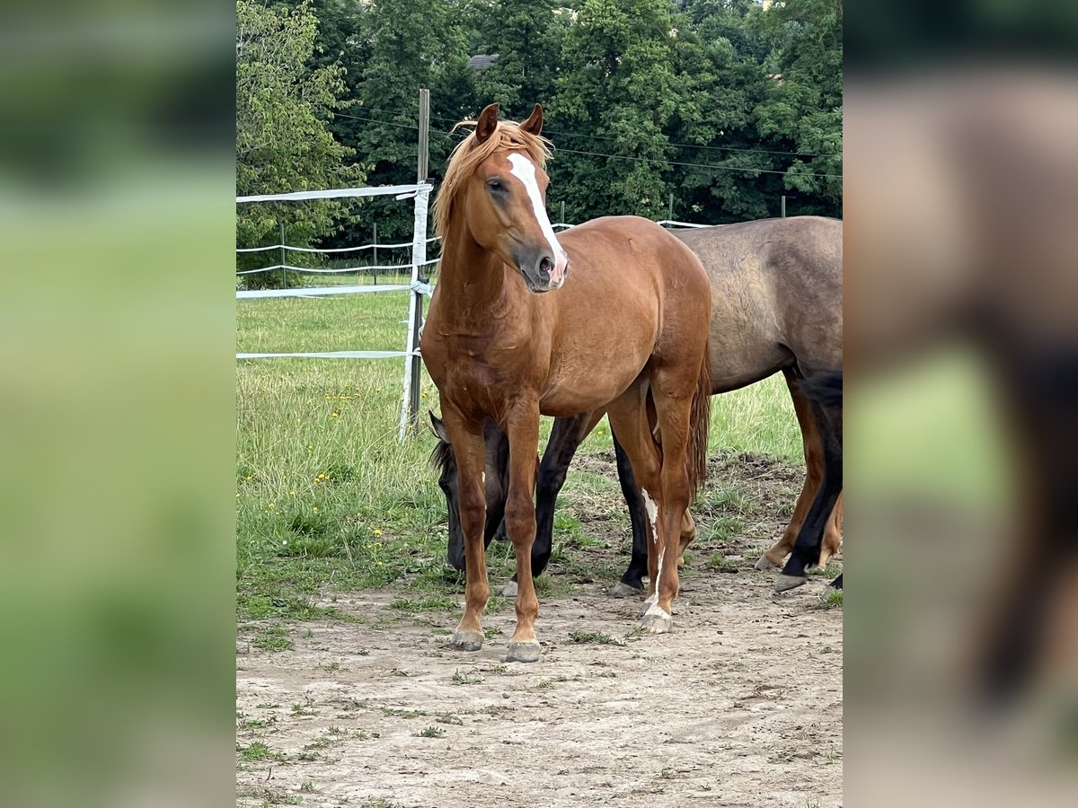 Mustang (american) Stallion 1 year 15,1 hh Chestnut-Red in Weiden i.d.Opf