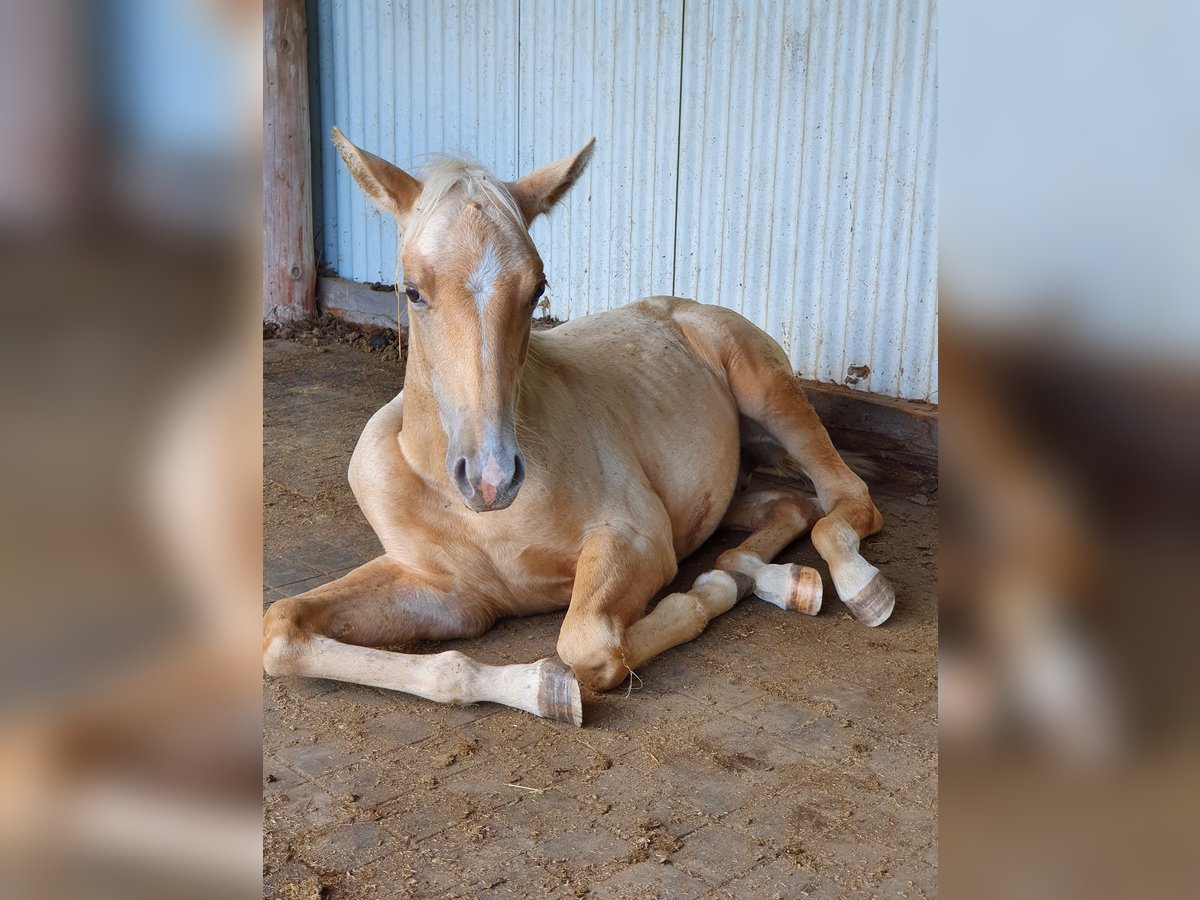 Mustang (american) Mix Stallion Foal (03/2024) 14,2 hh Palomino in Ötzingen