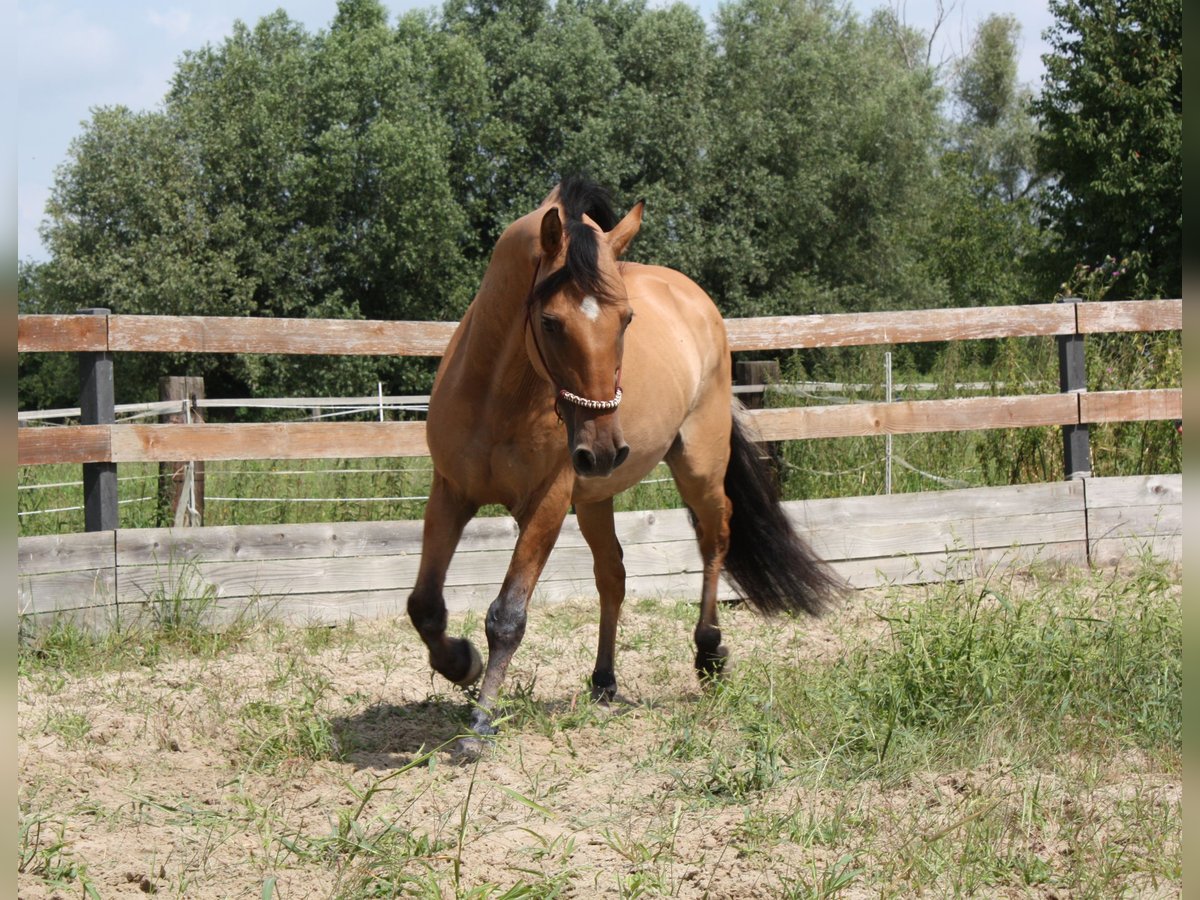 Mustang (americano) Castrone 10 Anni Falbo in Lampertheim