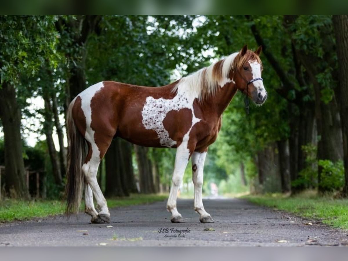 Mustang (americano) Castrone 12 Anni 151 cm Pezzato in Ratingen