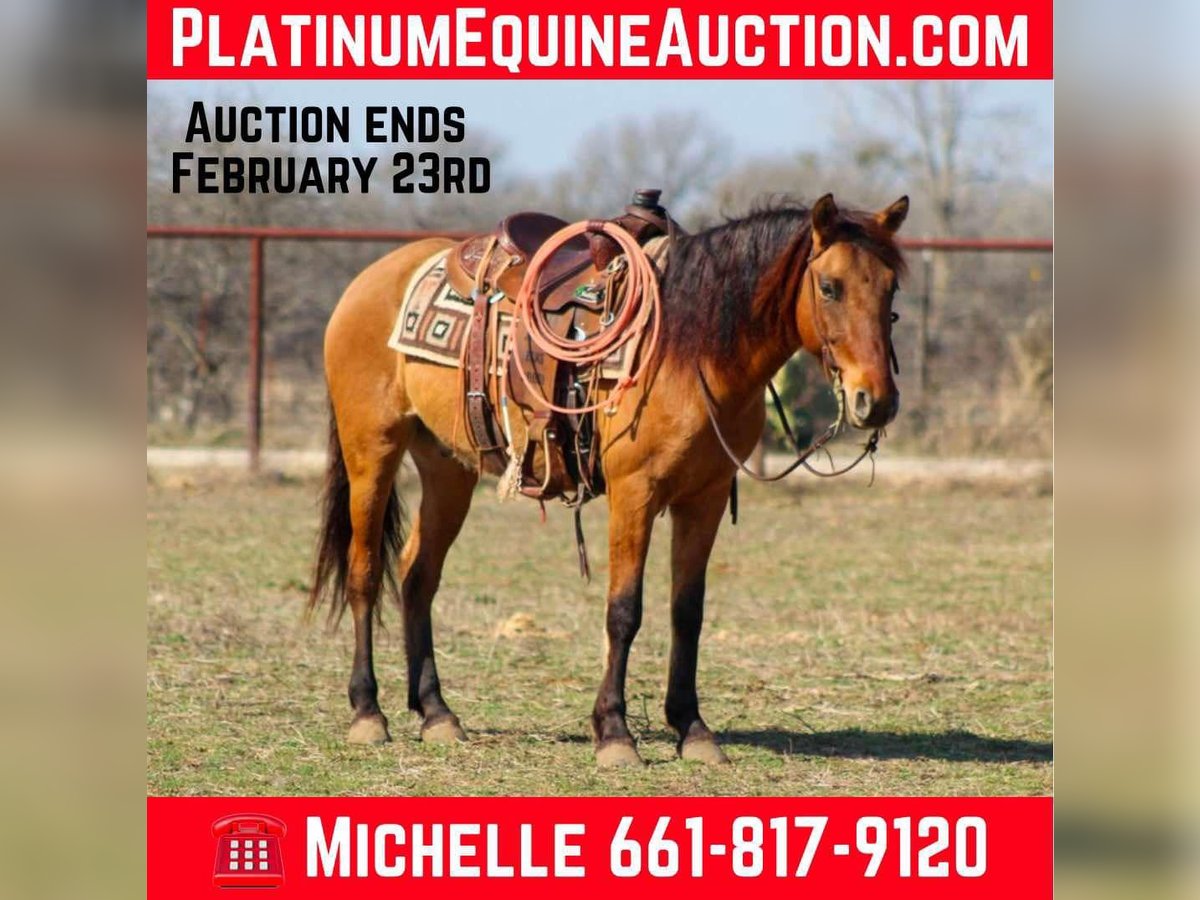 Mustang (americano) Castrone 6 Anni 142 cm Falbo in Stephenville TX