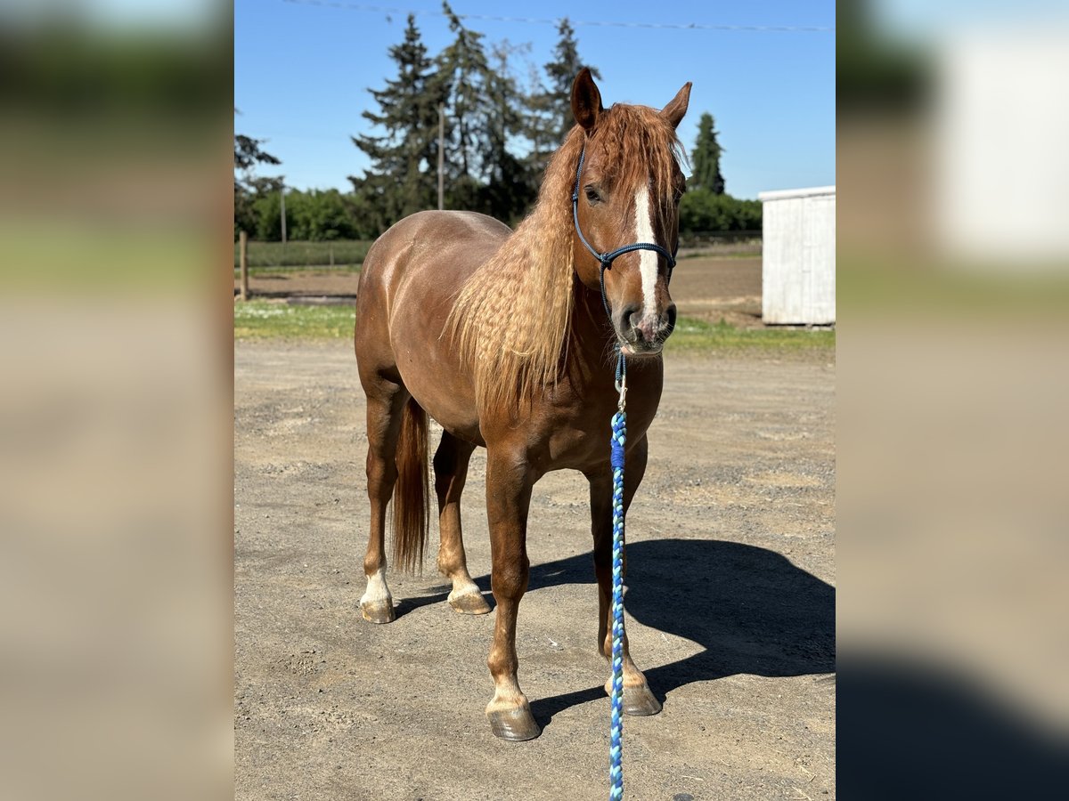 Mustang (americano) Castrone 7 Anni 152 cm Sauro in USA