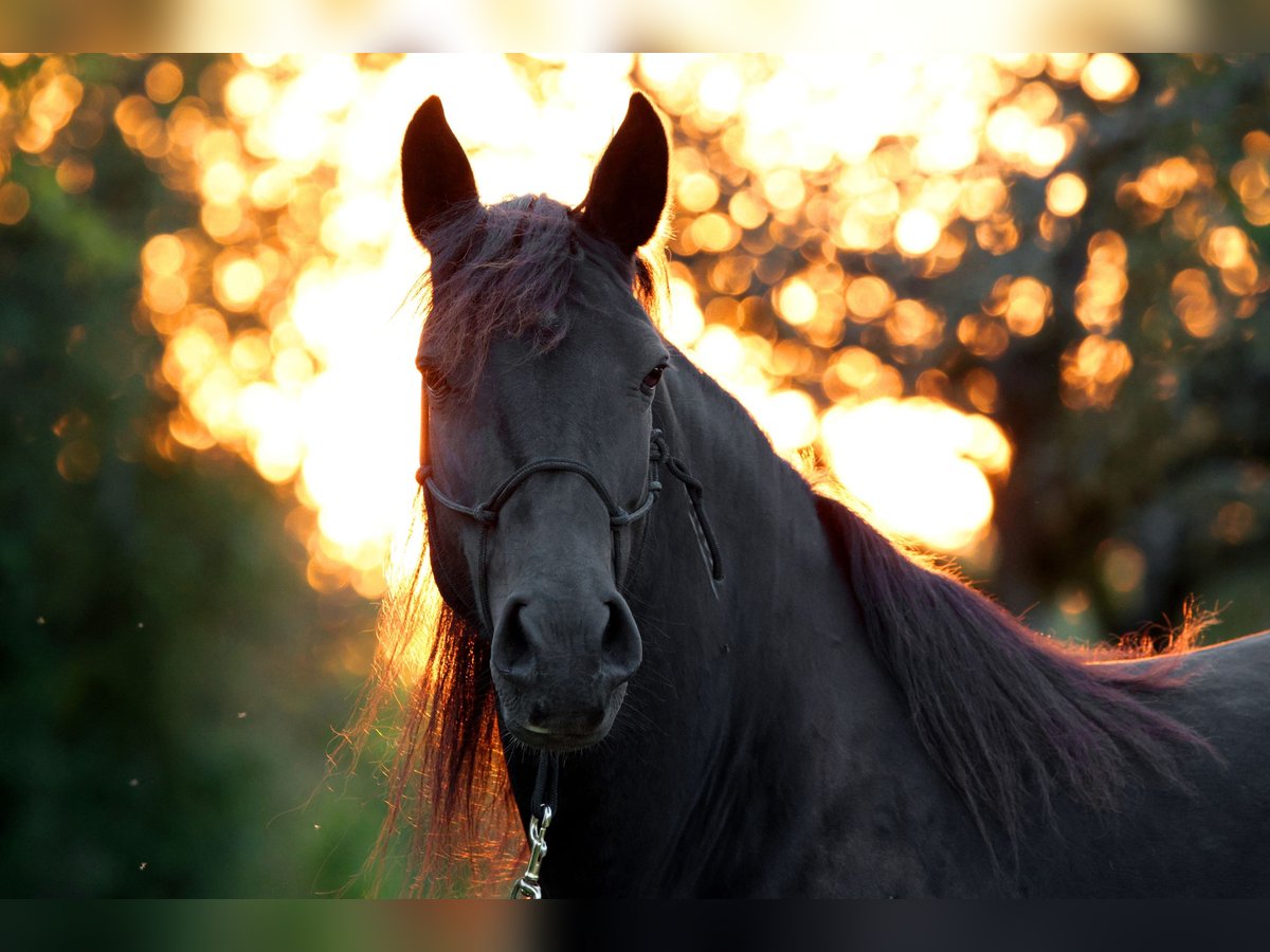 Mustang (americano) Giumenta 11 Anni 157 cm Morello in Kirchheim unter Teck