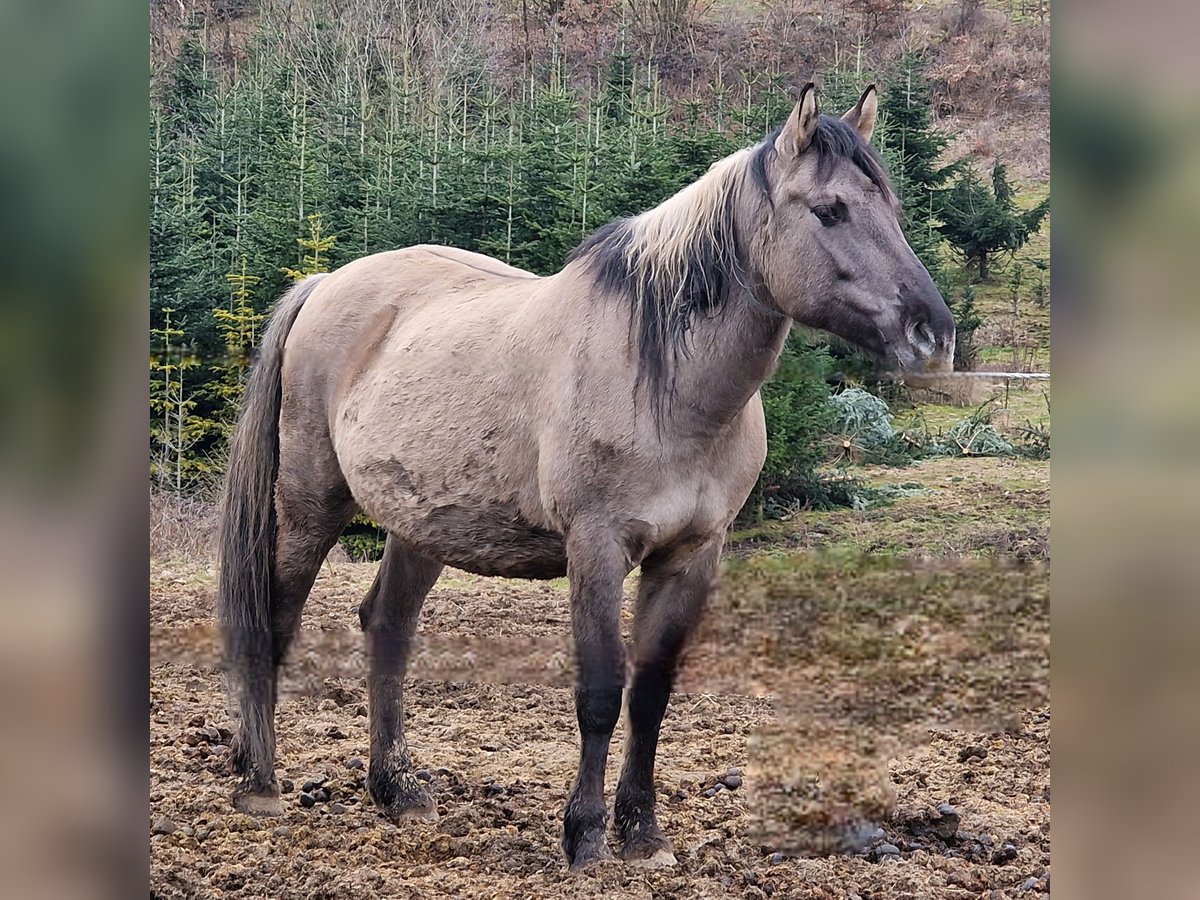 Mustang (americano) Giumenta 12 Anni 157 cm Grullo in Arnsh&#xF6;fen