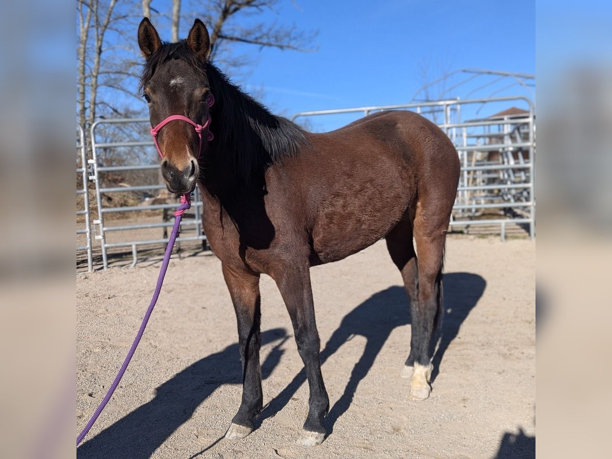 Mustang (americano) Giumenta 2 Anni 147 cm Baio in USA