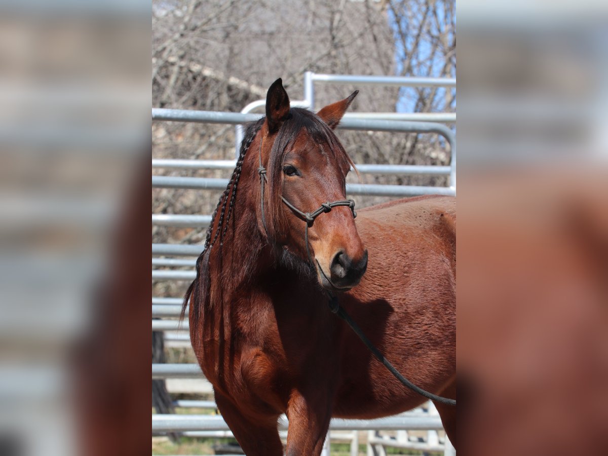 Mustang (americano) Giumenta 5 Anni 143 cm Baio in USA