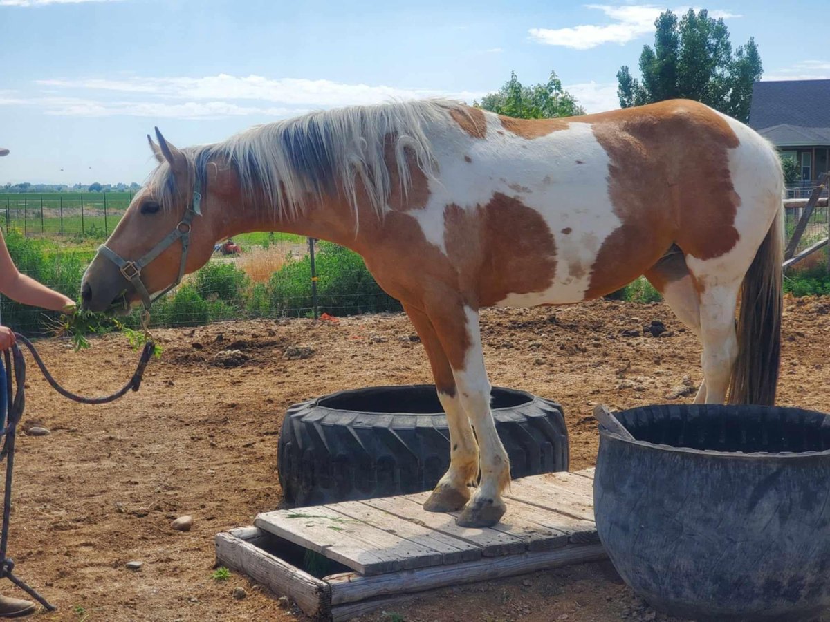 Mustang (americano) Giumenta 5 Anni 156 cm Tovero-tutti i colori in USA