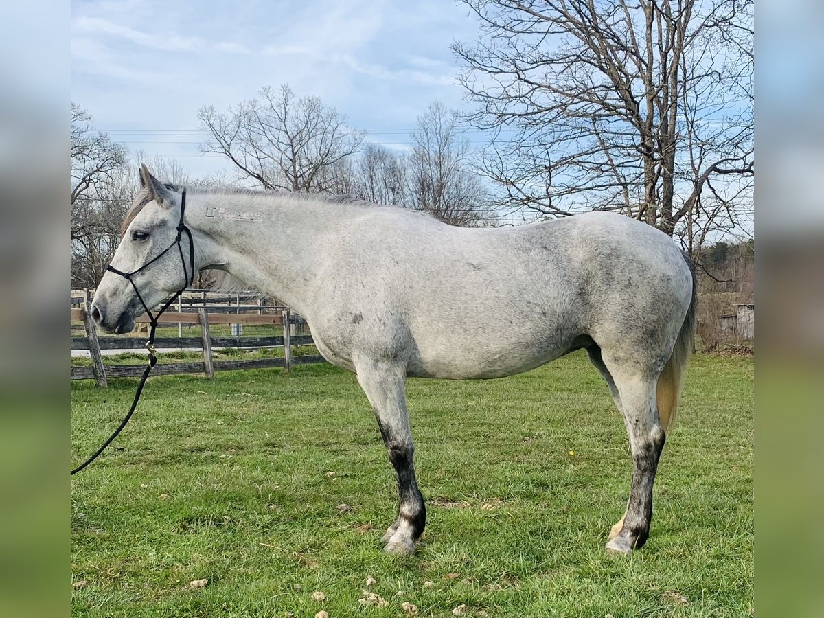 Mustang (americano) Giumenta 7 Anni 145 cm Grigio in Amerika