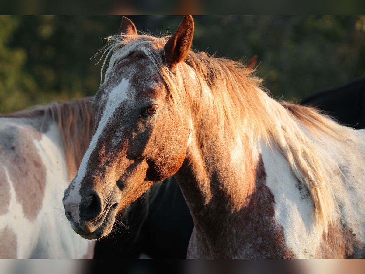 Mustang (americano) Giumenta 7 Anni 149 cm Pezzato in Geislingen an der Steige Aufhausen