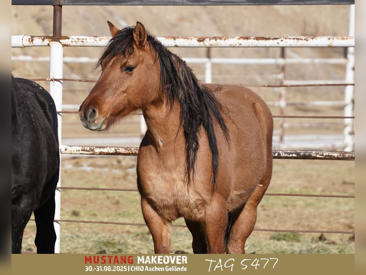 Mustang (americano) Giumenta 9 Anni 149 cm Falbo in Taunusstein