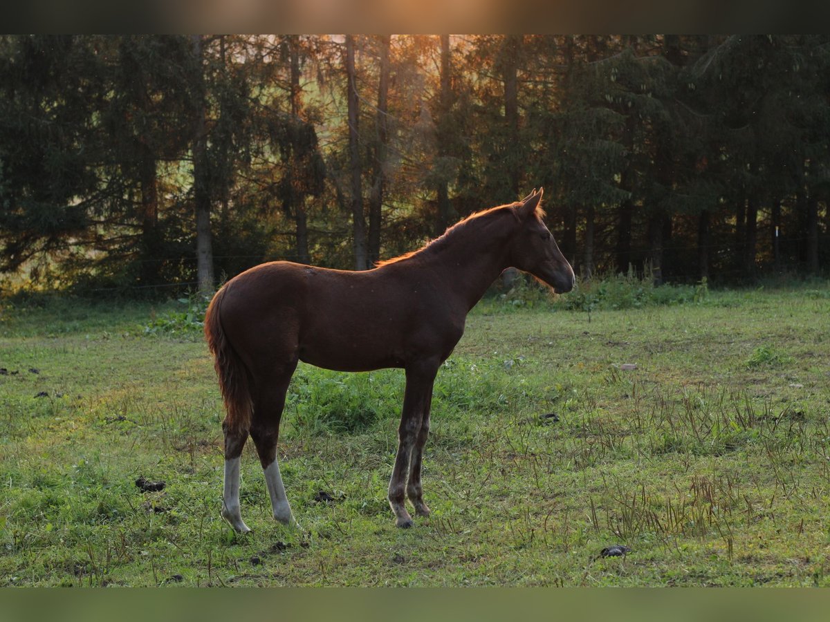 Mustang (americano) Giumenta Puledri (05/2024) 152 cm Sauro scuro in Einbeck