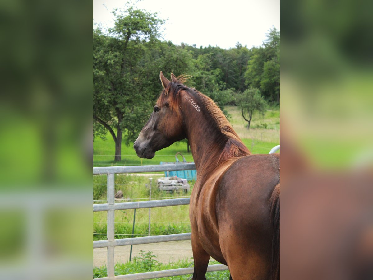 Mustang (americano) Stallone 3 Anni 152 cm Pelle di daino in Nerenstetten