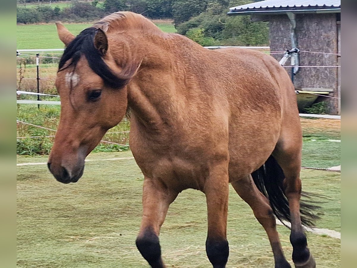 Mustang (amerikaans) Hengst Falbe in Maxsain