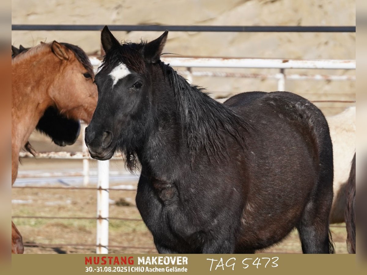 Mustang (amerikaans) Merrie 10 Jaar 149 cm Roan-Blue in Taunusstein