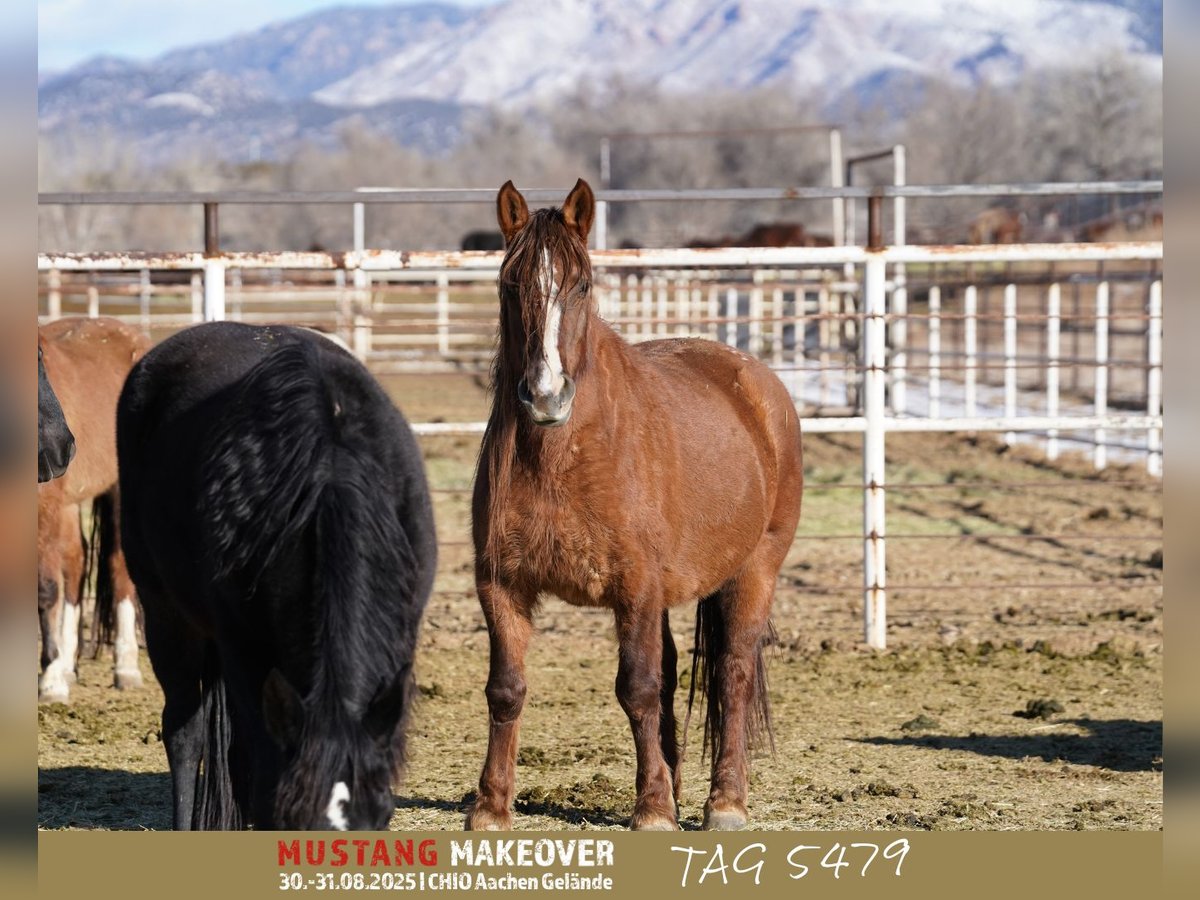 Mustang (amerikaans) Merrie 10 Jaar 152 cm Falbe in Taunusstein