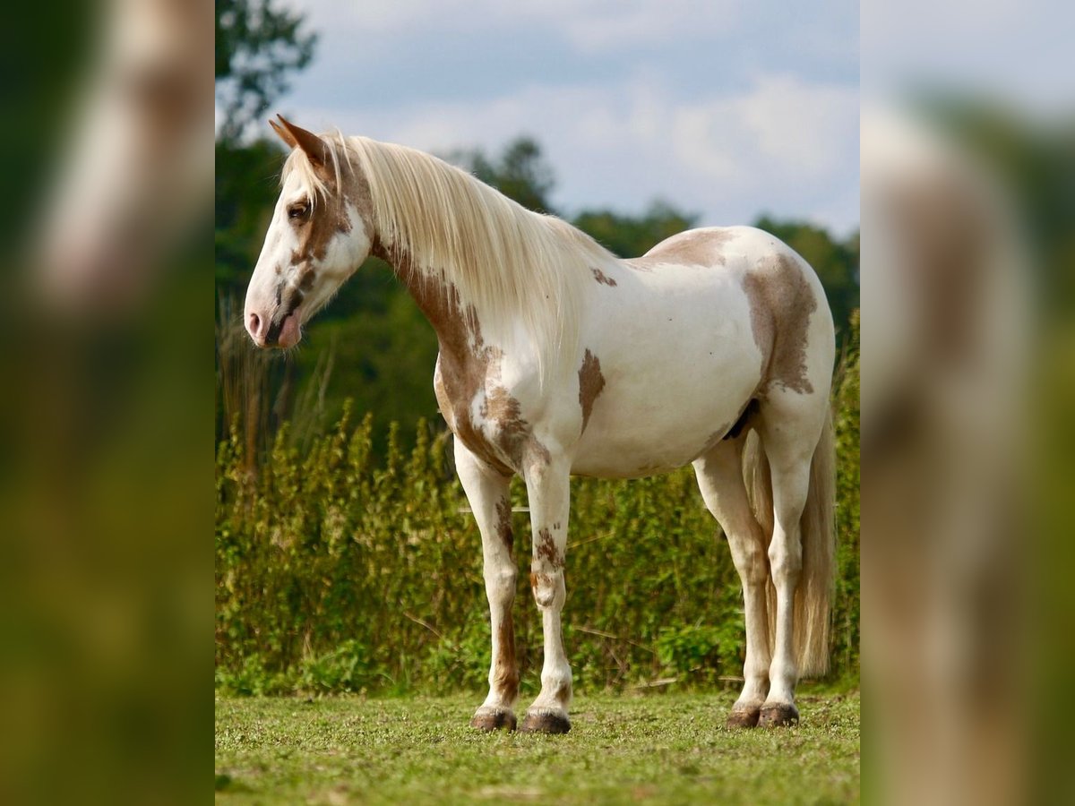 Mustang (amerikaans) Merrie 14 Jaar 147 cm Tovereo-alle-kleuren in Rietberg