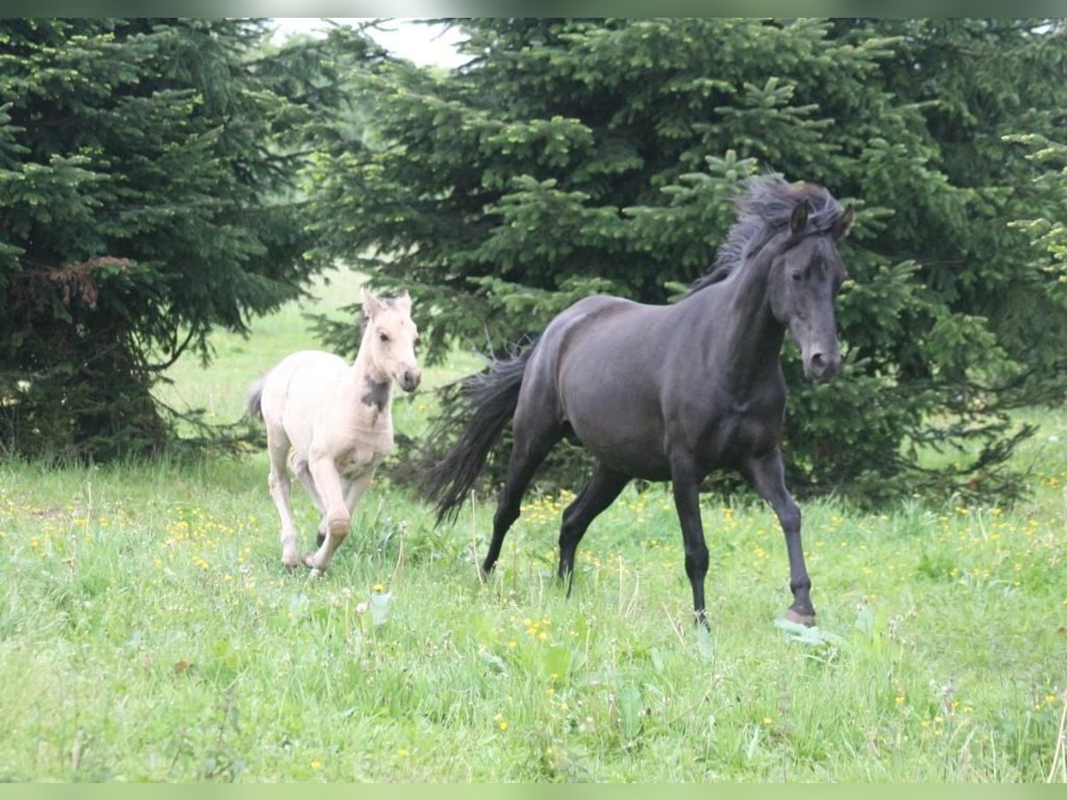 Mustang (amerikaans) Merrie 16 Jaar 151 cm Zwart in Z&#xFC;rbach