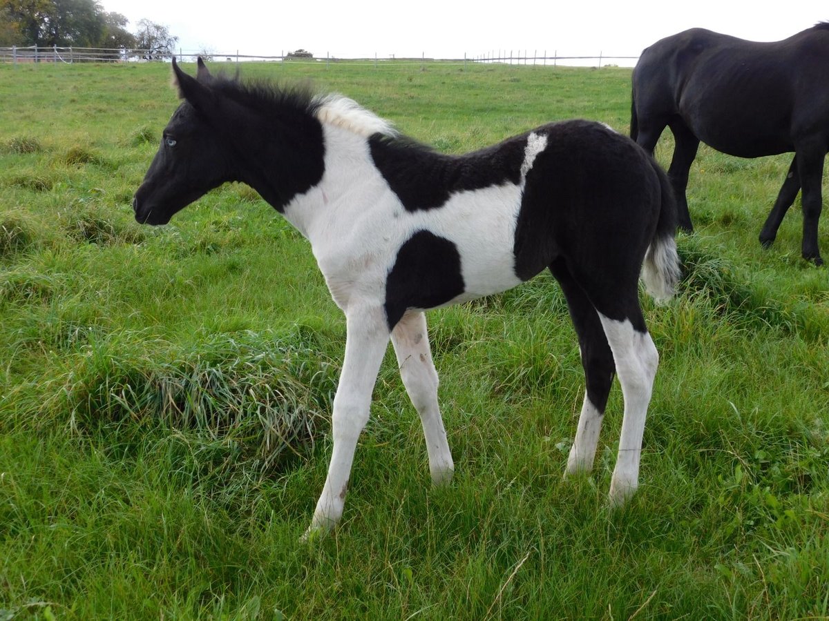 Mustang (amerikaans) Merrie 1 Jaar 155 cm Gevlekt-paard in Kupferzell