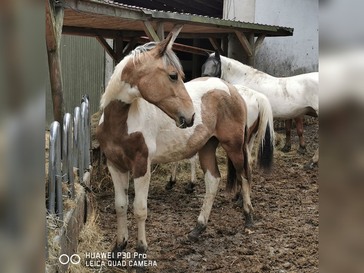 Mustang (amerikaans) Mix Merrie 2 Jaar Palomino in BETTELDORF