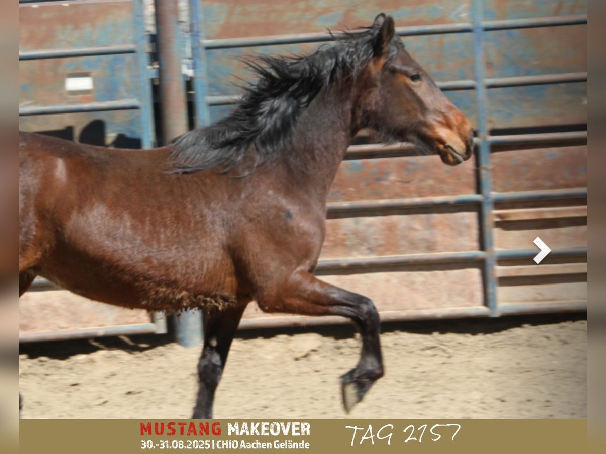 Mustang (amerikaans) Merrie 4 Jaar Bruin in Taunusstein