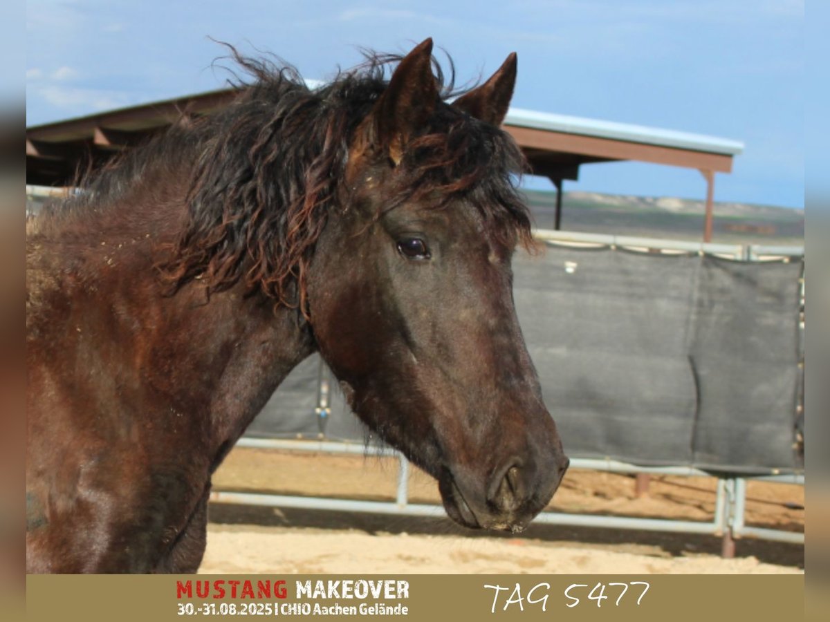 Mustang (amerikaans) Merrie 5 Jaar 145 cm Zwart in Taunusstein