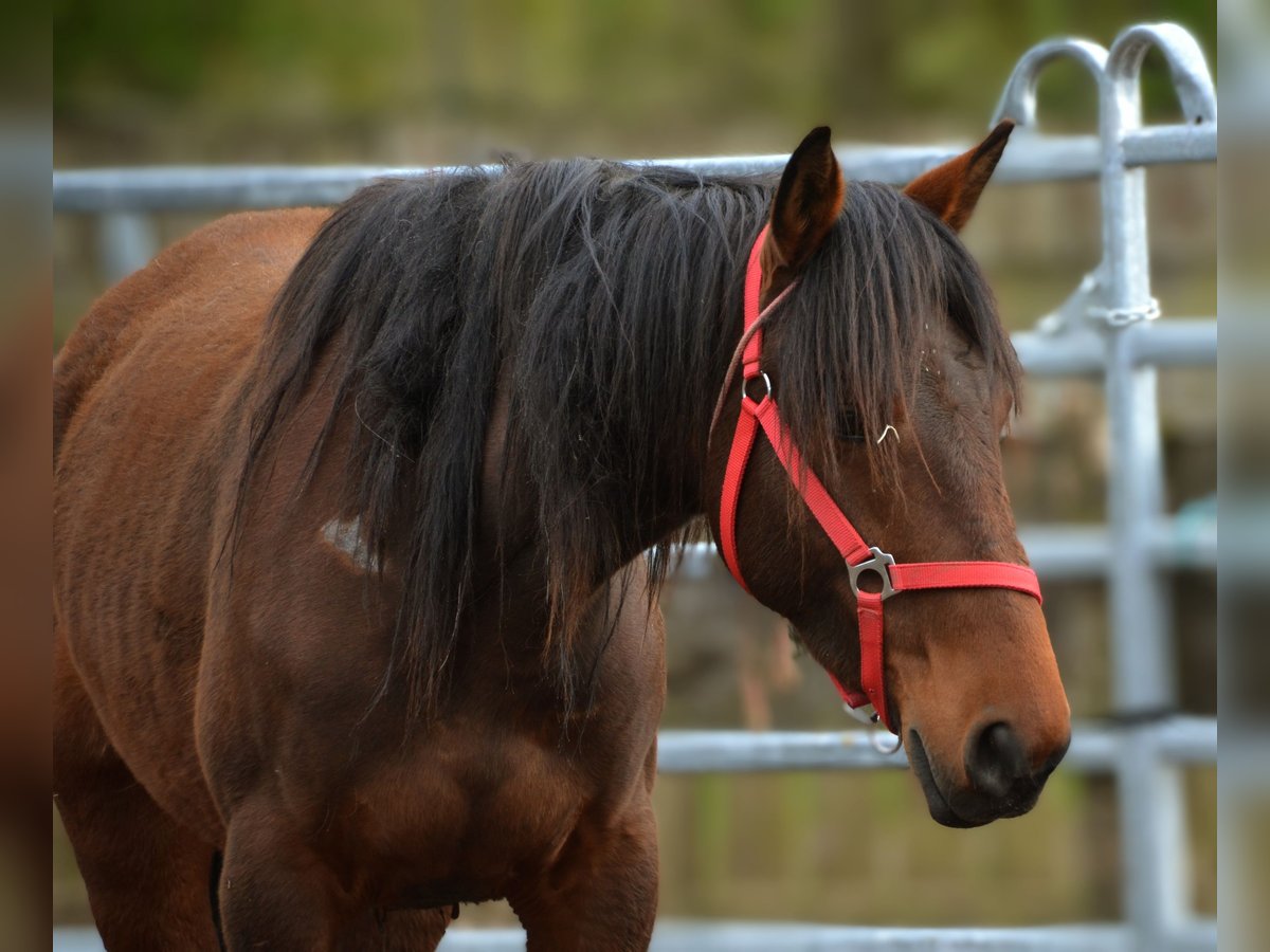 Mustang (amerikaans) Merrie 5 Jaar 155 cm Bruin in Taunusstein