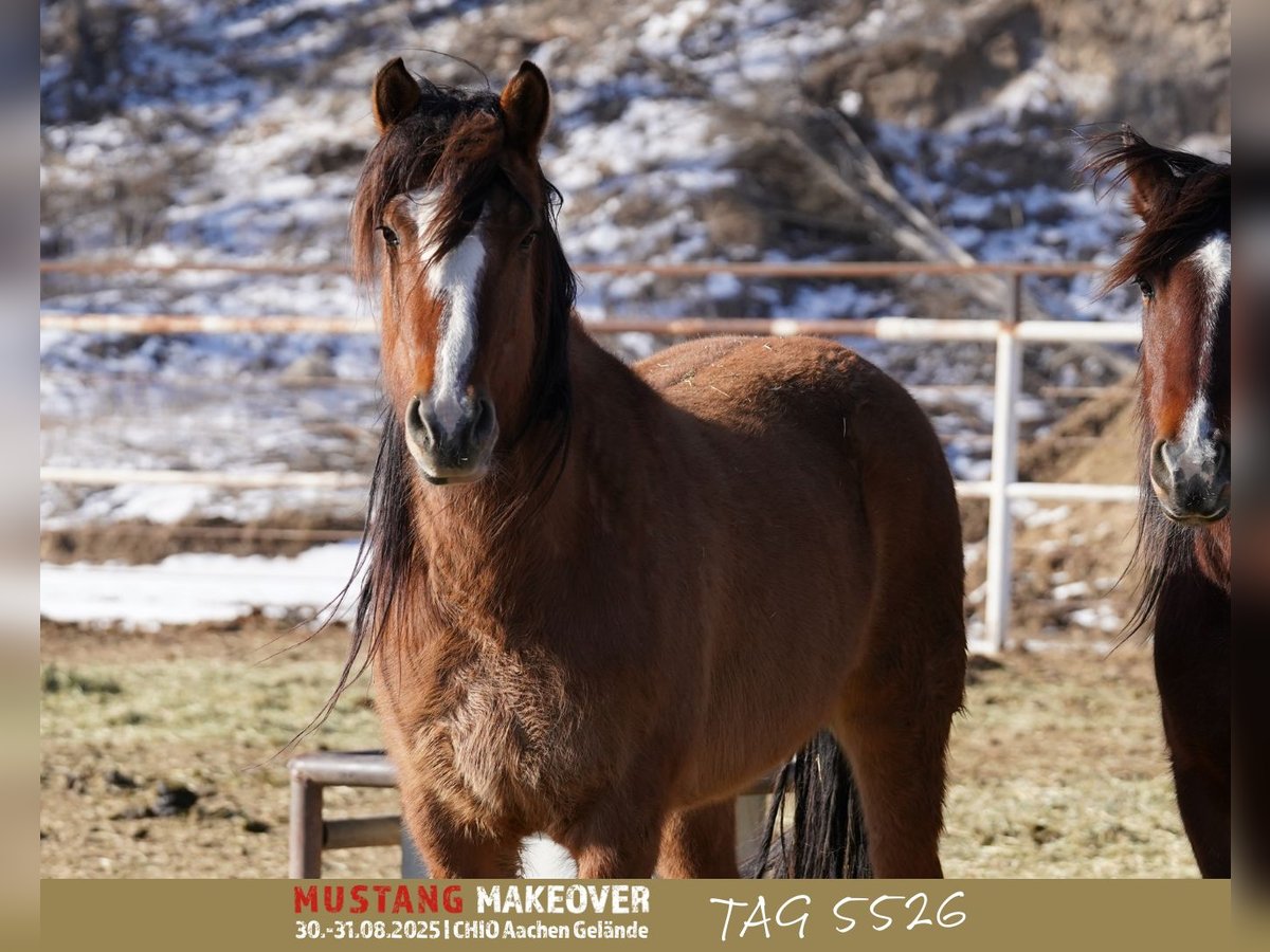 Mustang (amerikaans) Merrie 6 Jaar 152 cm Falbe in Taunusstein