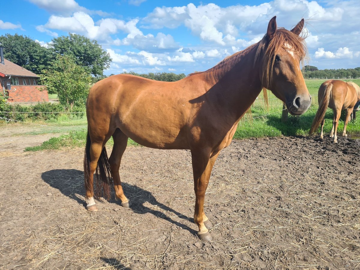 Mustang (amerikaans) Merrie 7 Jaar 153 cm Donkere-vos in Kalkar