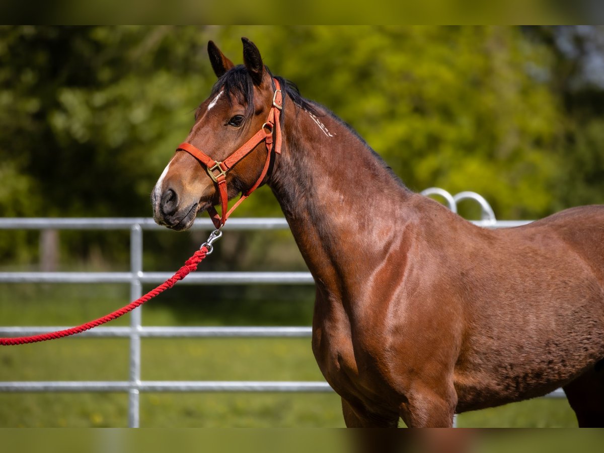 Mustang (amerikaans) Merrie 7 Jaar 155 cm Bruin in Köln