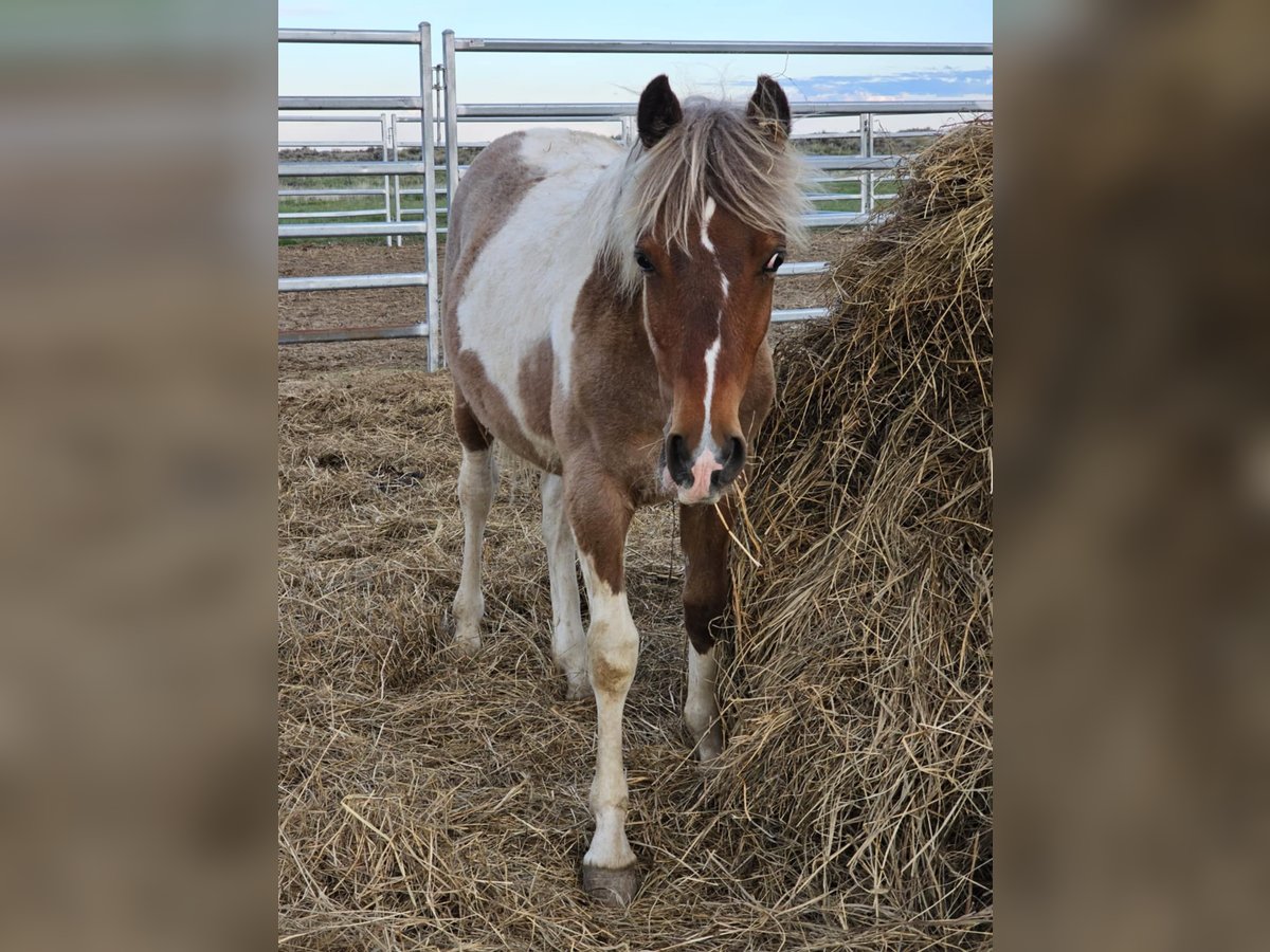 Mustang (amerikaans) Ruin 1 Jaar 145 cm Tobiano-alle-kleuren in USA