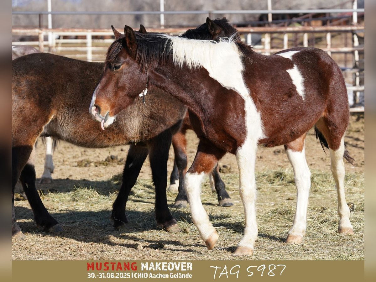 Mustang (amerikaans) Ruin 4 Jaar 153 cm Gevlekt-paard in Taunusstein