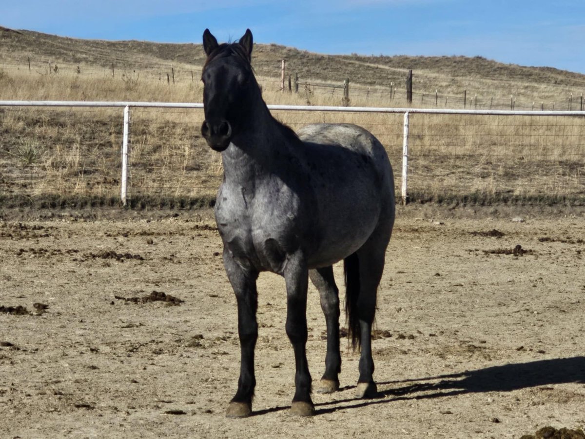 Mustang (amerikaans) Ruin 5 Jaar 144 cm Roan-Blue in USA